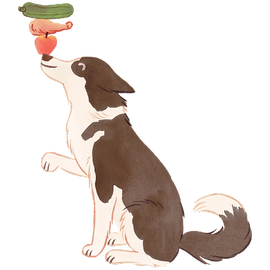 humbl border collie