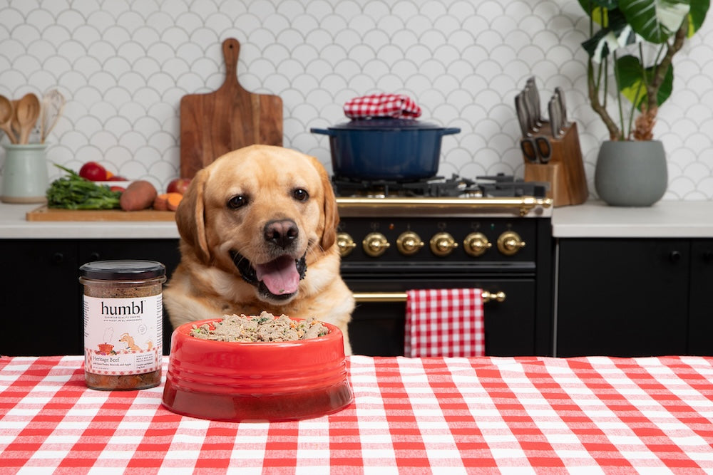 yellow lab in kitchen with bowl of dog food