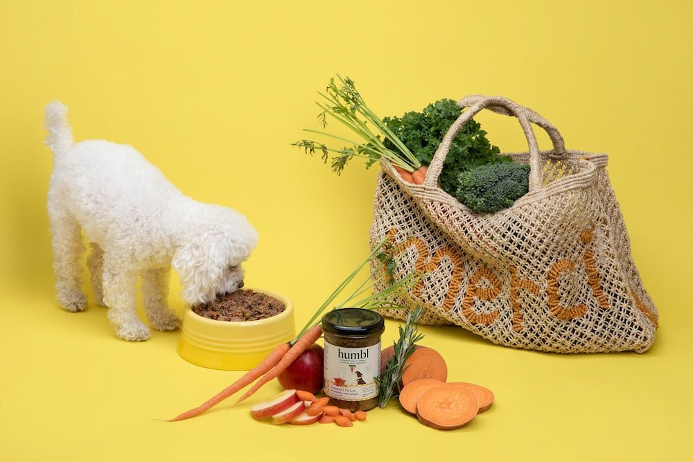 toy poodle eating country chicken dog food